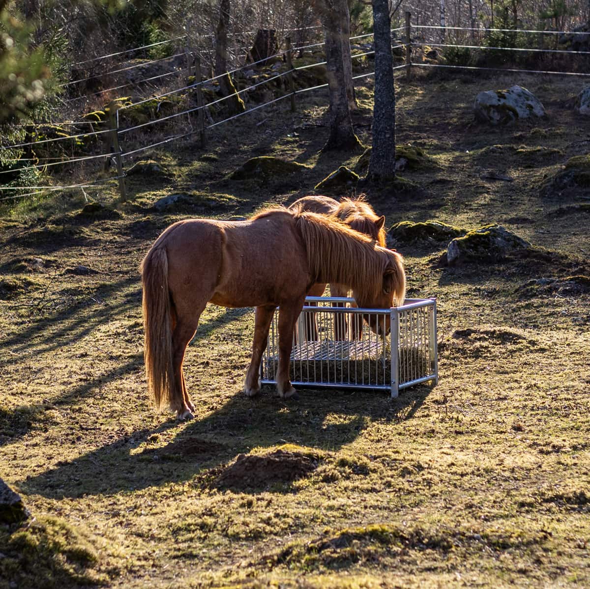 Fôrboks for hest