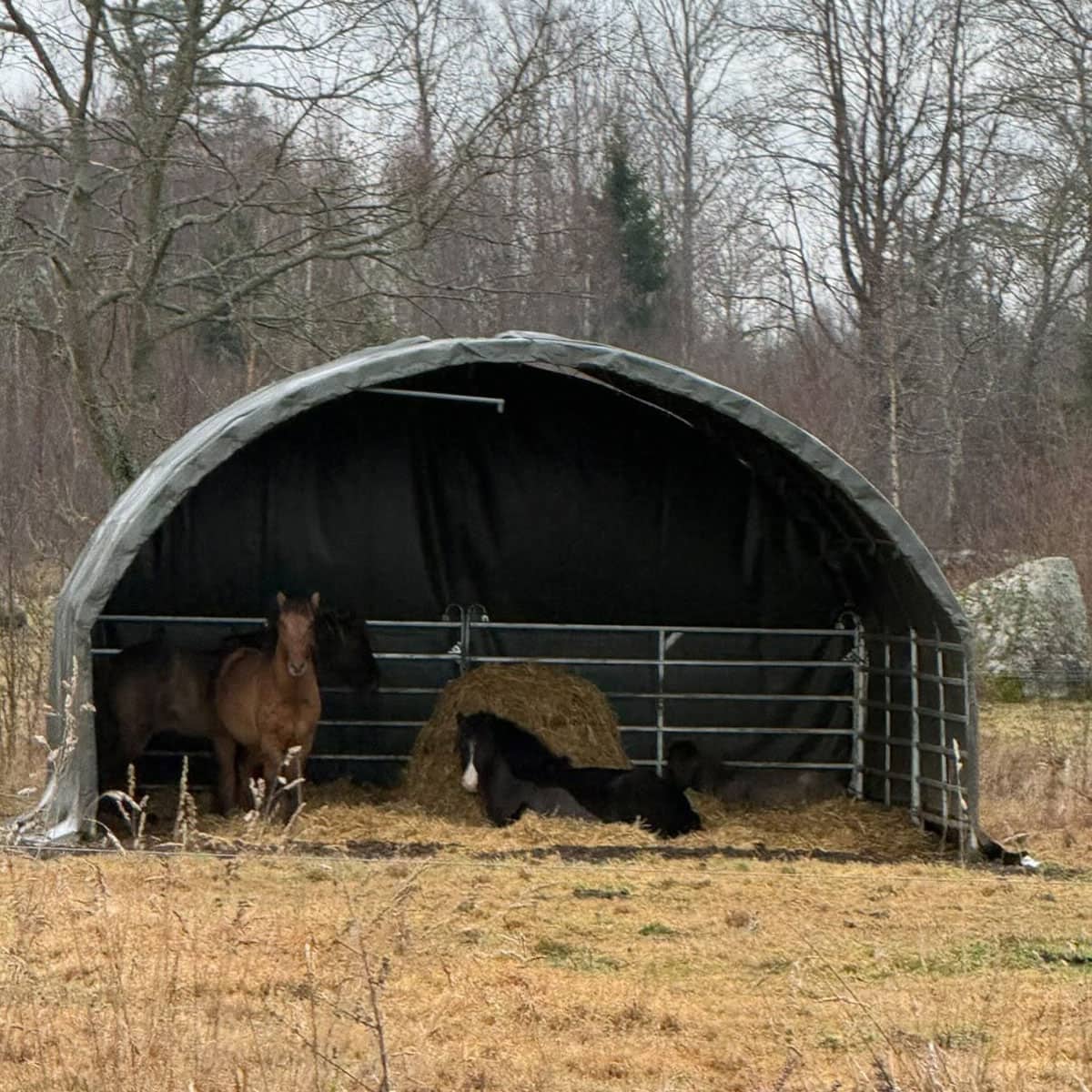 Leskur 6 x 6 m